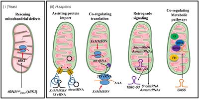 Non-coding RNA Regulated Cross-Talk Between Mitochondria and Other Cellular Compartments